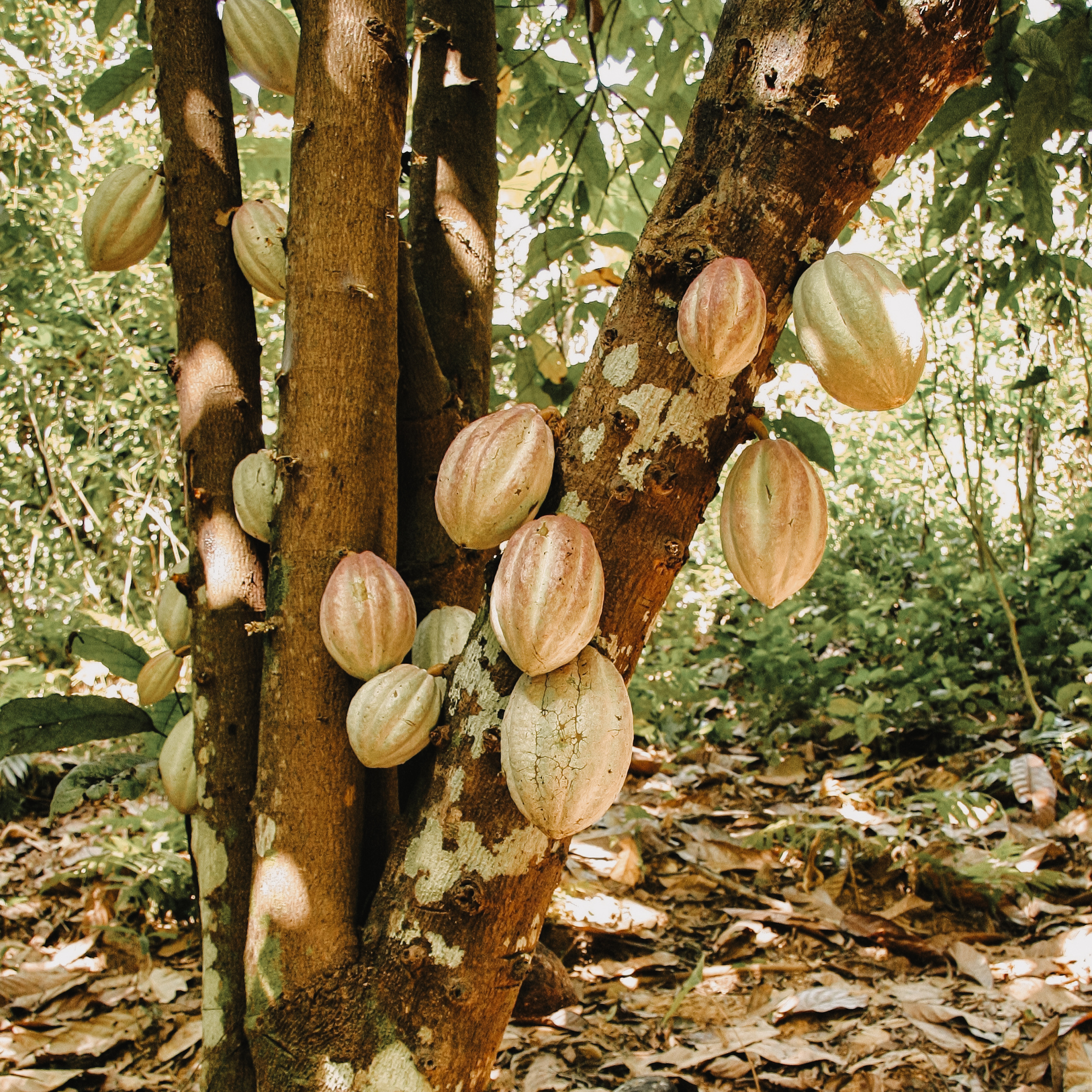 Kakaopflanze